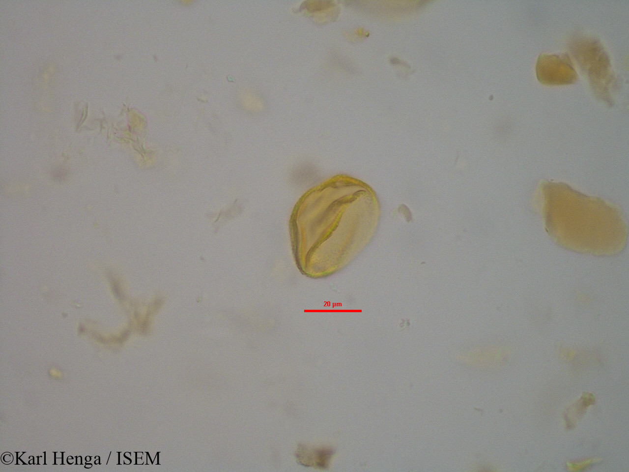 Karl.Henga/Cola_flavovelutina_14452/Cola_flavovelutina_14452_0003(copy).jpg