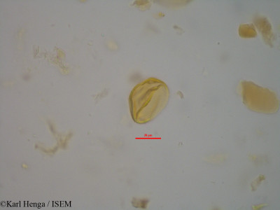 Cola flavovelutina - lame n° 14452