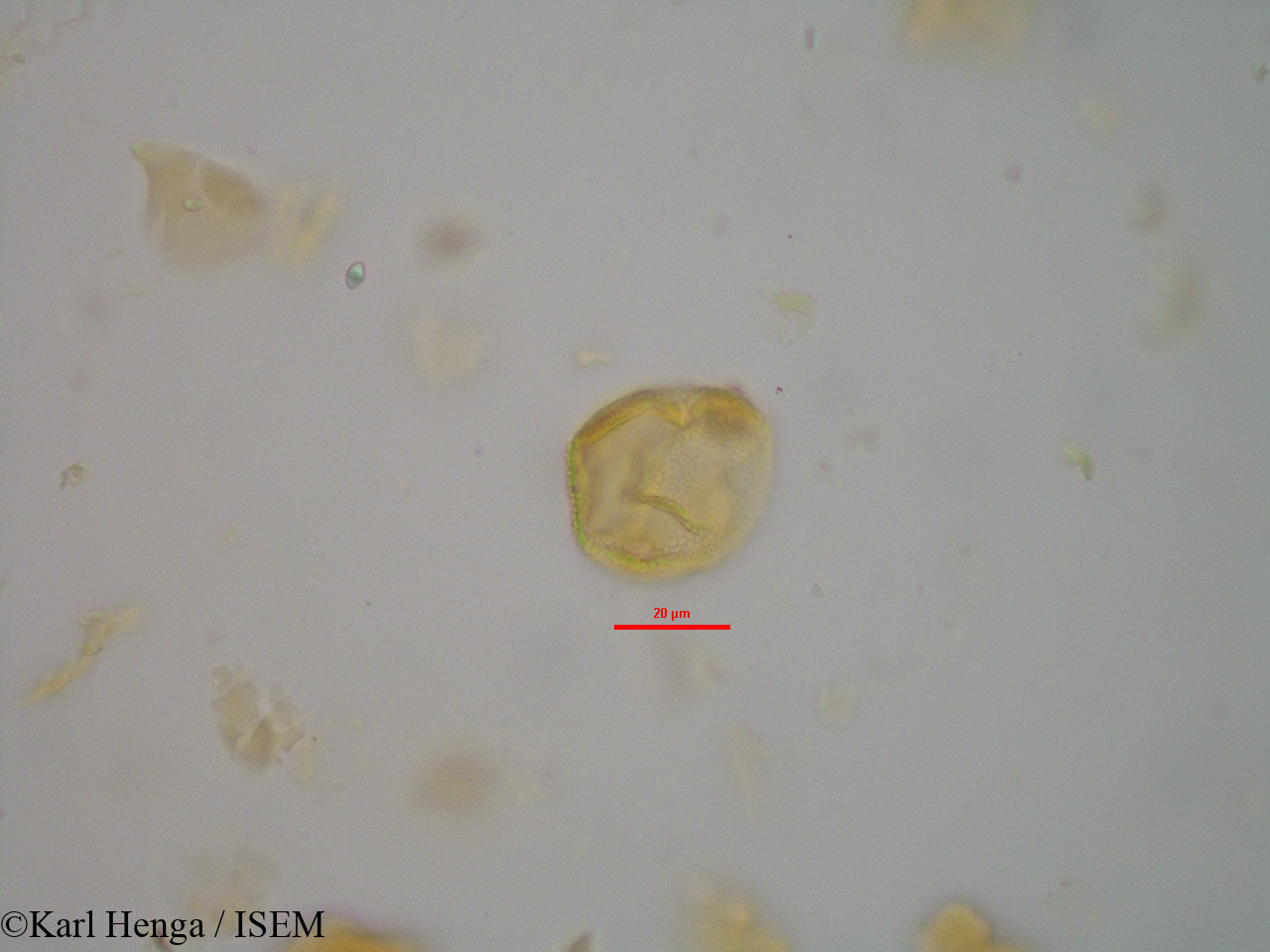 Karl.Henga/Cola_flavovelutina_14452/Cola_flavovelutina_14452_0004(copy).jpg
