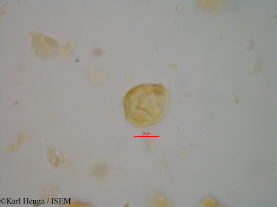 Cola flavovelutina - lame n° 14452