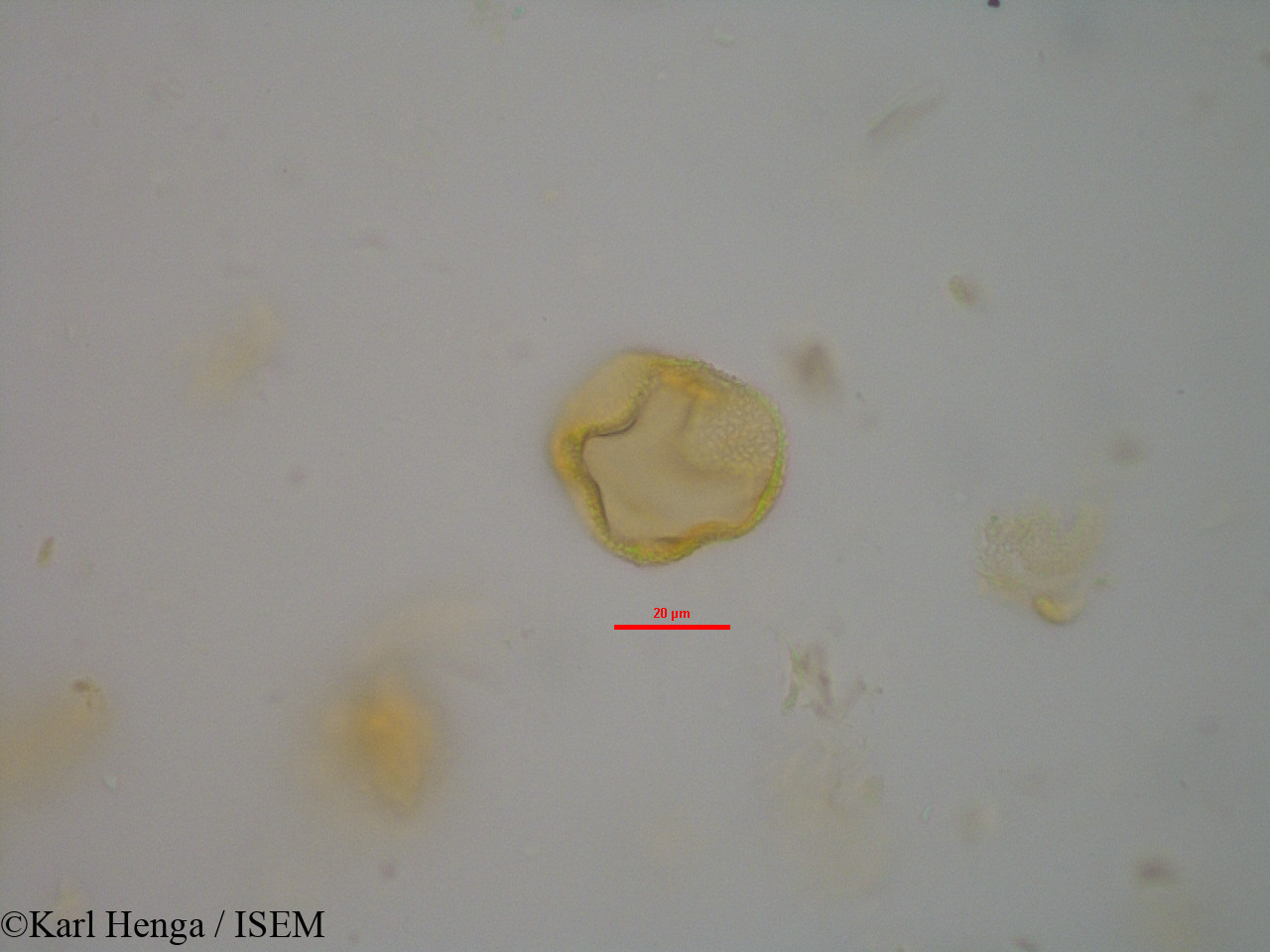 Karl.Henga/Cola_flavovelutina_14452/Cola_flavovelutina_14452_0005(copy).jpg
