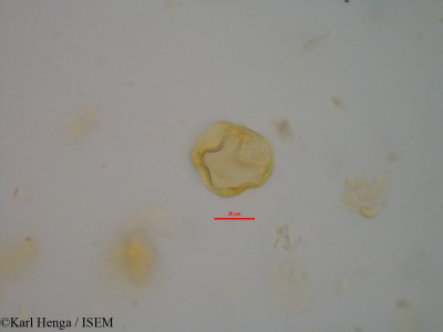 Cola flavovelutina - lame n° 14452