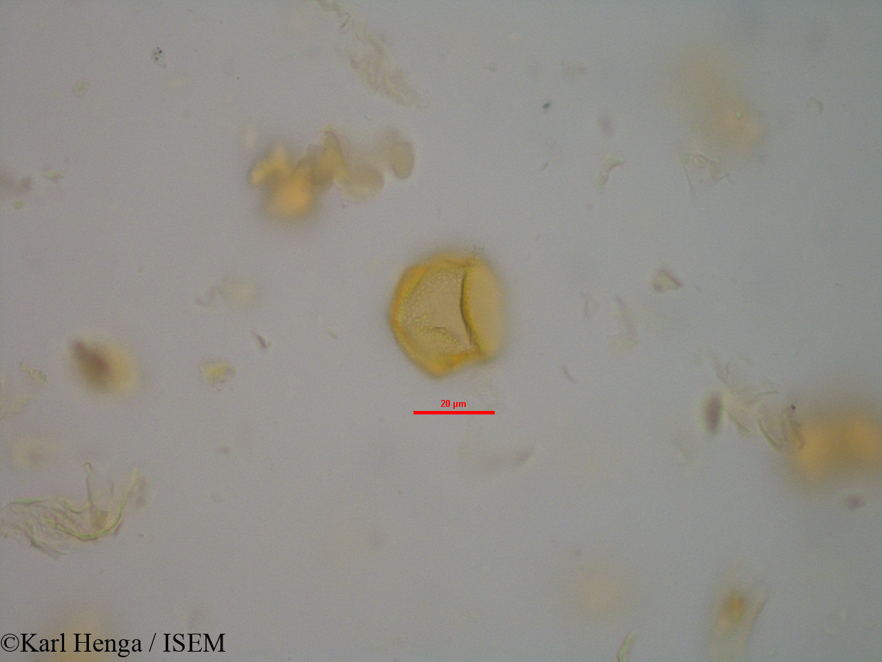 Karl.Henga/Cola_flavovelutina_14452/Cola_flavovelutina_14452_0009(copy).jpg