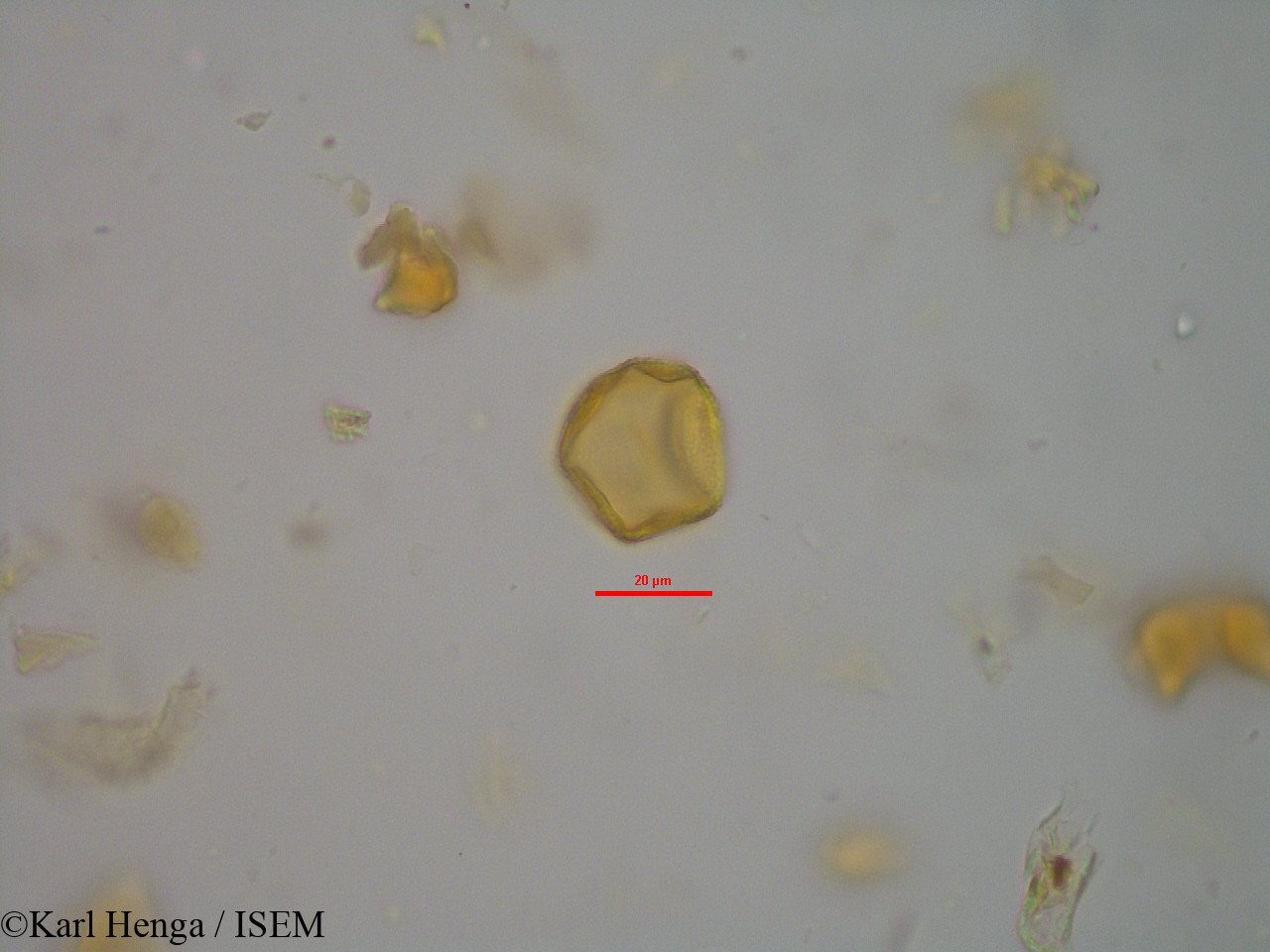 Karl.Henga/Cola_flavovelutina_14452/Cola_flavovelutina_14452_0010(copy).jpg