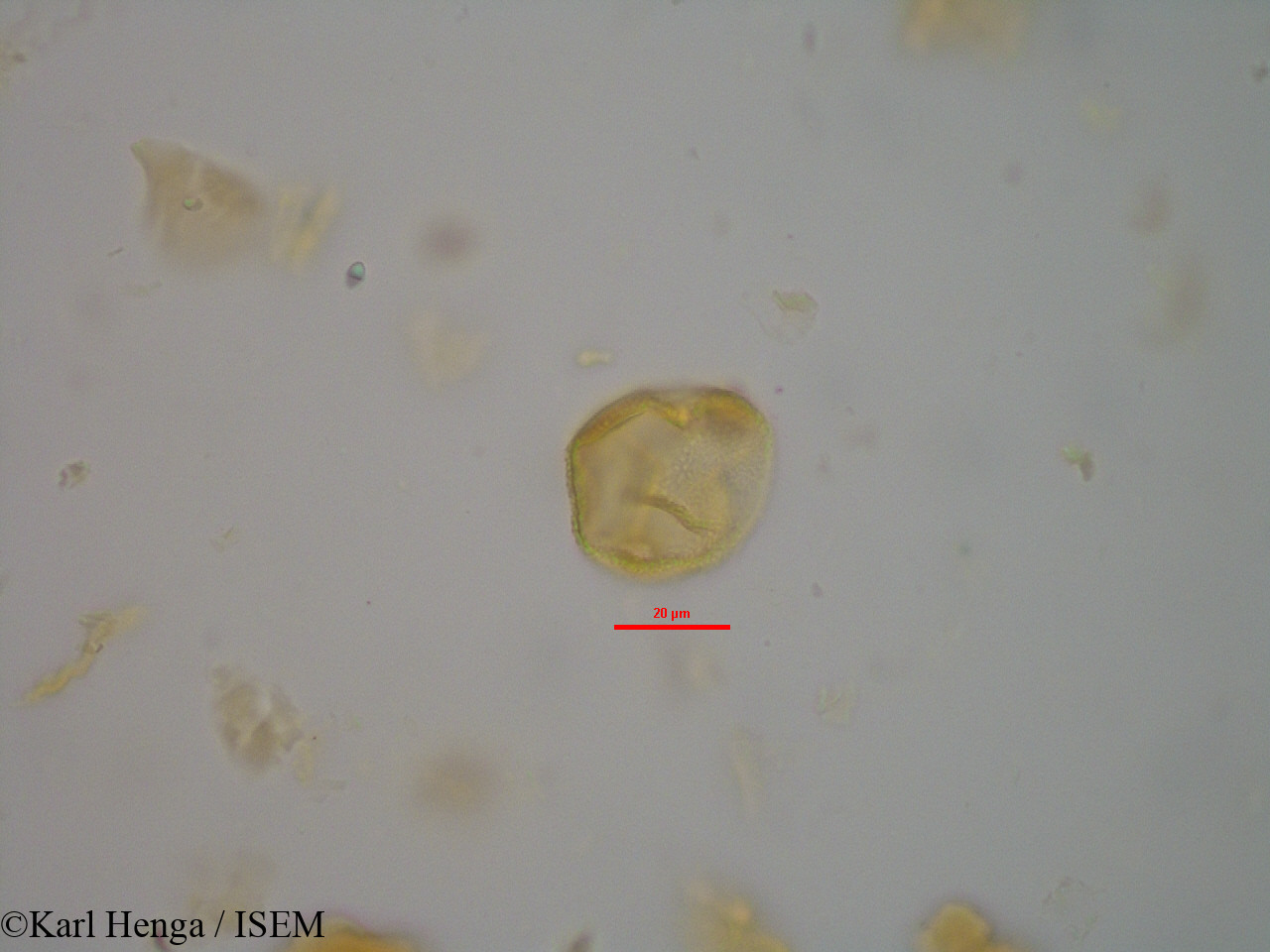Karl.Henga/Cola_flavovelutina_14452/Cola_flavovelutina_14452_0014(copy).jpg