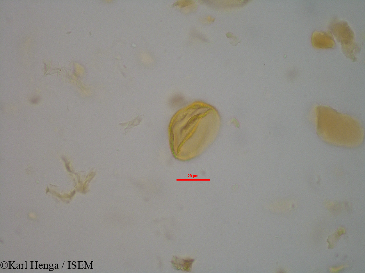 Karl.Henga/Cola_flavovelutina_14452/Cola_flavovelutina_14452_0016(copy).jpg
