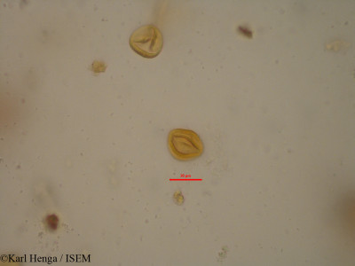 Karl.Henga/Cola_hypochrysea_19621/Cola_hypochrysea_19621_0001(copy)_thumb.jpg