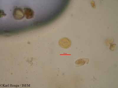 Cola hypochrysea - lame n° 19621