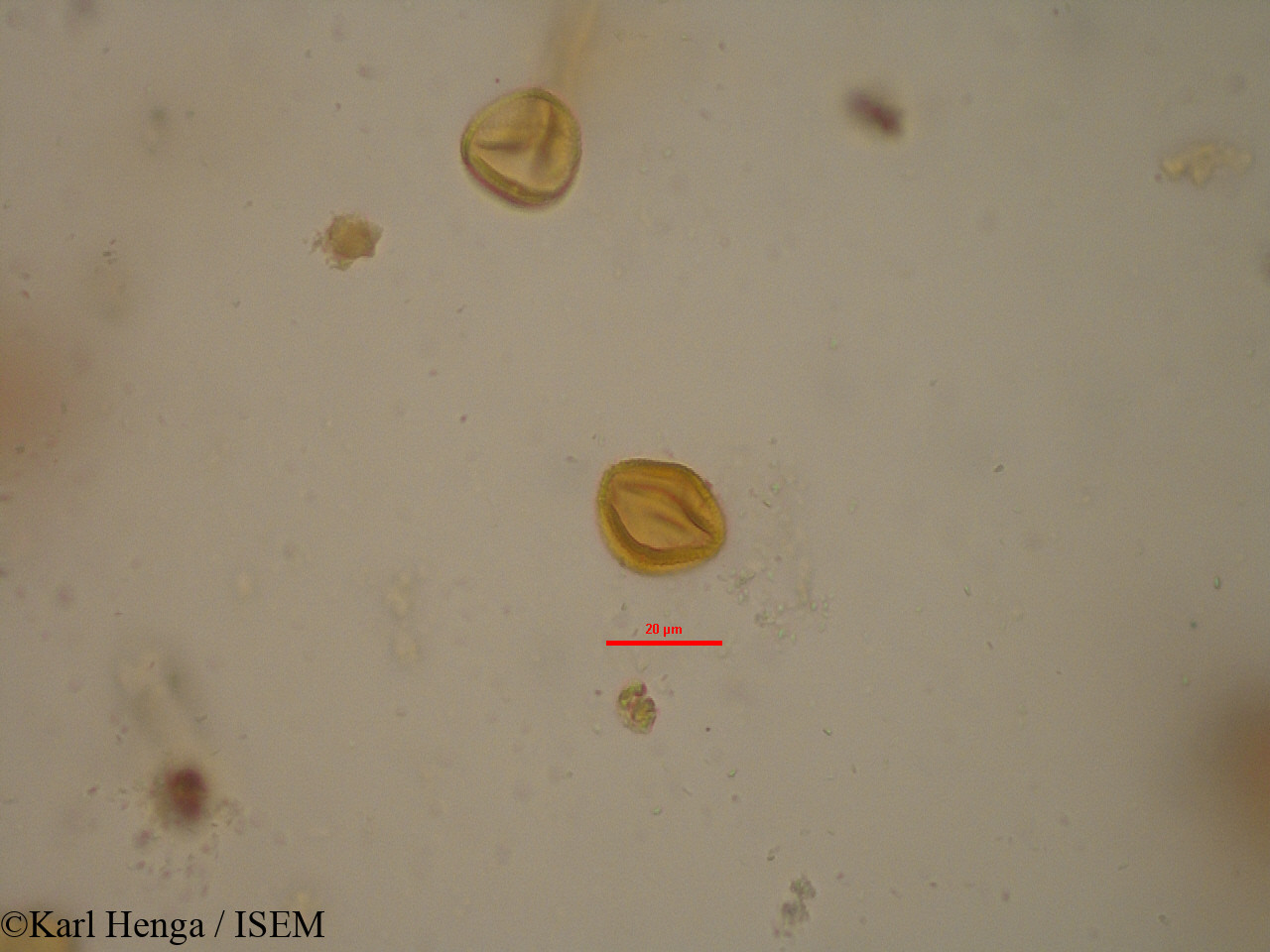 Karl.Henga/Cola_hypochrysea_19621/Cola_hypochrysea_19621_0003(copy).jpg