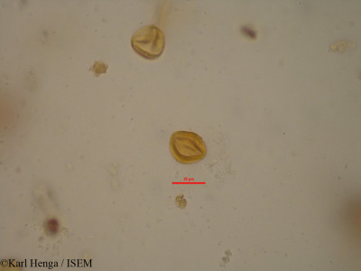 Cola hypochrysea - lame n° 19621