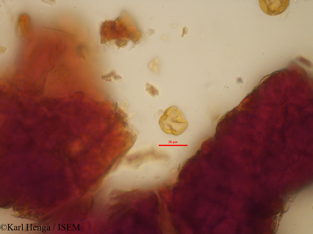 Karl.Henga/Cola_hypochrysea_19621/Cola_hypochrysea_19621_0004(copy).jpg