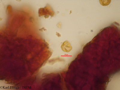 Cola hypochrysea - lame n° 19621