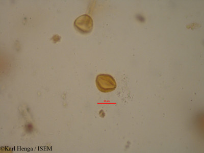 Cola hypochrysea - lame n° 19621