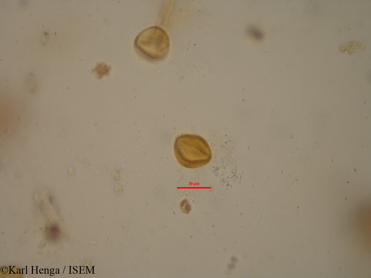 Karl.Henga/Cola_hypochrysea_19621/Cola_hypochrysea_19621_0014(copy).jpg