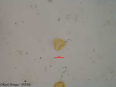 Karl.Henga/Cola_mayumbensis_2074/Cola_mayumbensis_2074_0001(copy)_thumb.jpg