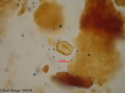 Cola - lame n° 19448