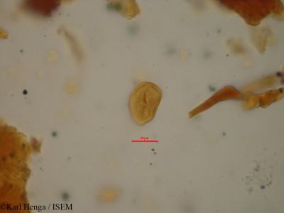 Cola - lame n° 19448