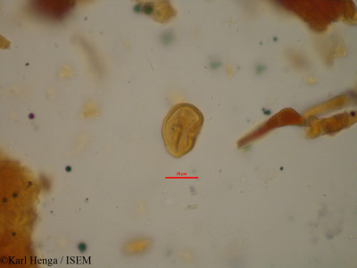 Cola - lame n° 19448