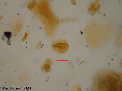 Cola - lame n° 19448