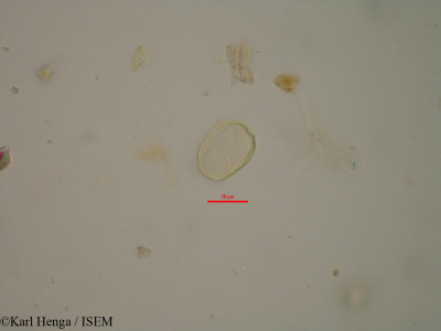 Karl.Henga/Commelina_diffusa_11837/Commelina_diffusa_11837_0001(copy)_thumb.jpg
