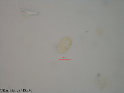 Karl.Henga/Commelina_forskaolii_20042/Commelina_forskaolii_20042_0001(copy)_thumb.jpg