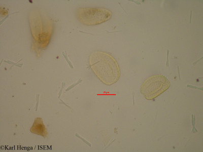 Karl.Henga/Commelina_hirsuta_15574/Commelina_hirsuta_15574_0001(copy)_thumb.jpg