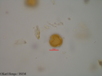 Karl.Henga/Connarus_grandis_42865/Connarus_grandis_42865_0001(copy)_thumb.jpg
