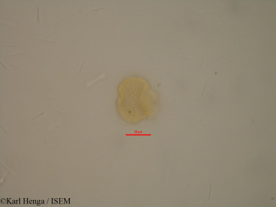Connarus monocarpus - lame n° 23927