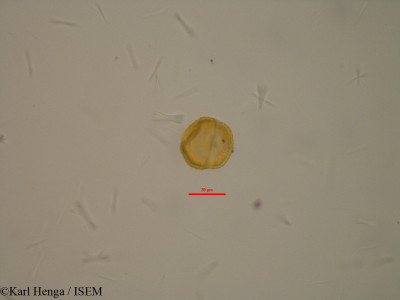 Connarus monocarpus - lame n° 23927