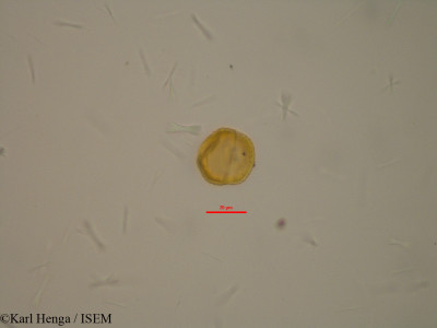 Connarus monocarpus - lame n° 23927