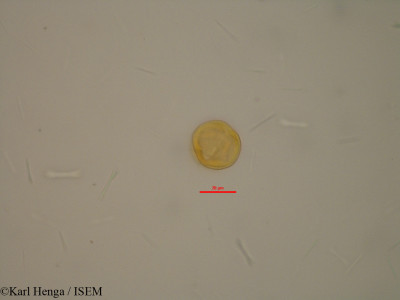 Connarus monocarpus - lame n° 23927