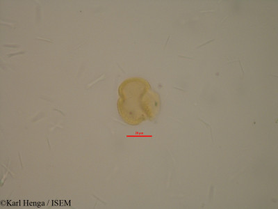 Connarus monocarpus - lame n° 23927