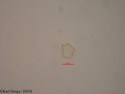 Copaifera mildbraedii - lame n° 34780