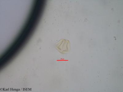 Copaifera mildbraedii - lame n° 34780