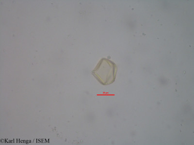 Copaifera mildbraedii - lame n° 34780