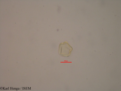 Copaifera mildbraedii - lame n° 34780