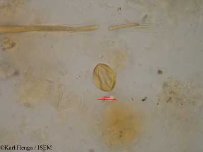 Copaifera salikounda - lame n° 34813