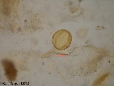 Copaifera salikounda - lame n° 34813