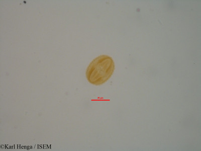 Karl.Henga/Craibia_sp_18392/Craibia_sp_18392_0001(copy)_thumb.jpg