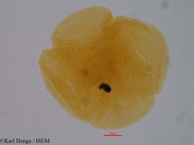 Crithmum maritimum - lame n° 844