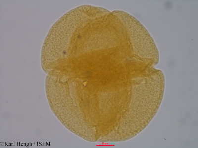 Crithmum maritimum - lame n° 844