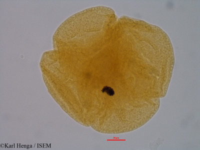 Crithmum maritimum - lame n° 844