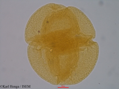 Crithmum maritimum - lame n° 844