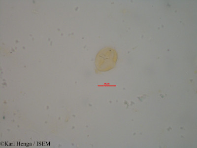 Crotalaria podocarpa - lame n° 22304