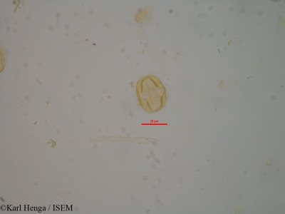 Crotalaria podocarpa - lame n° 22304