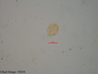 Crotalaria podocarpa - lame n° 22304