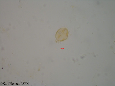 Crotalaria podocarpa - lame n° 22304