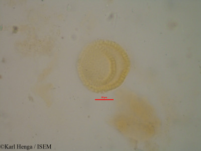 Croton mubango - lame n° 8593