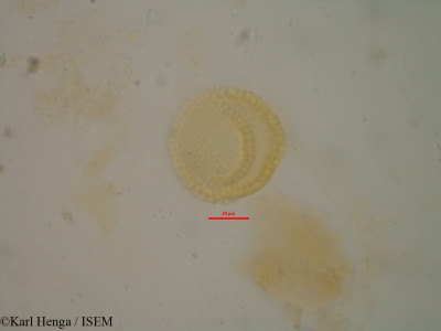 Croton mubango - lame n° 8593