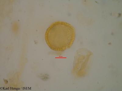 Croton mubango - lame n° 8593